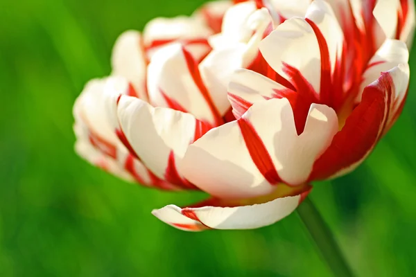 Bonita dupla tulipa de perto — Fotografia de Stock