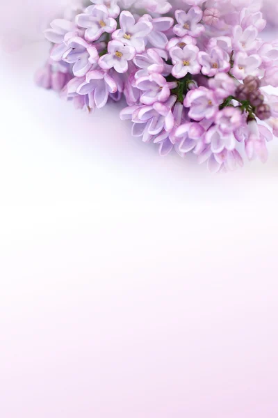 Krásné, romantické pozadí s Lila květy — Stock fotografie