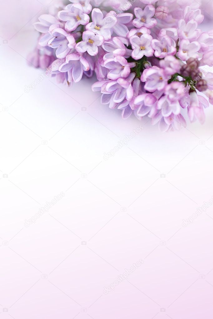 Beautiful, romantic background with lilac flowers