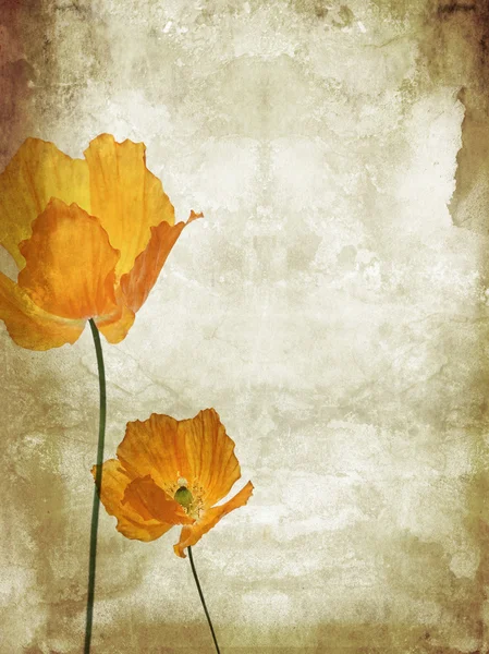 Pretty, orange, poppies grungy background — Stock Photo, Image