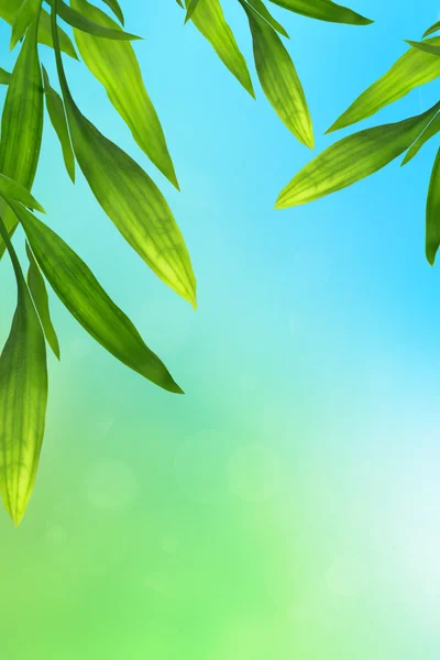 Fundo azul e verde com folhas de bambu — Fotografia de Stock