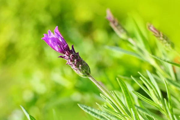 정원에서 라벤더 꽃 가까이 — 스톡 사진