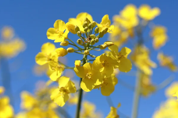 Bellissimi fiori di semi oleosi da vicino — Foto Stock