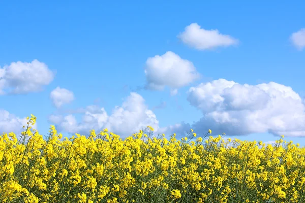 Красиві поля ріпак, весна — стокове фото