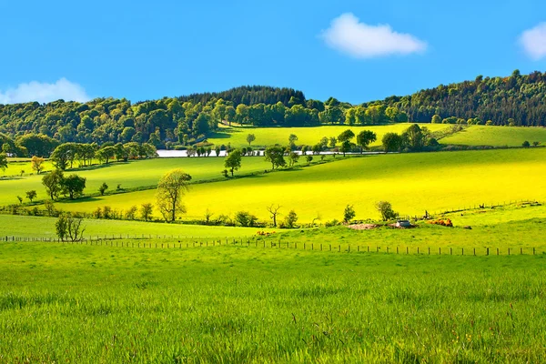 Piękny, wiosenny krajobraz — Zdjęcie stockowe