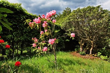 güzel, İngilizce bahçede ilkbahar