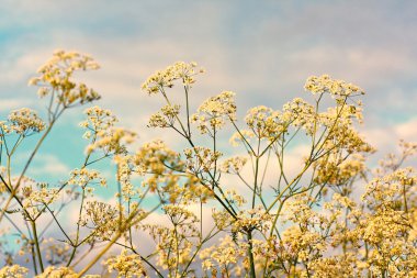 White wildflowers against blue sky clipart