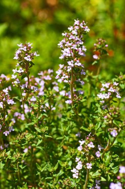 Thyme blooming in the garden clipart