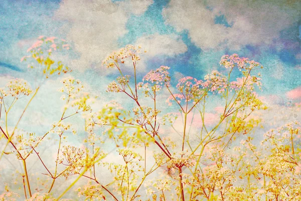 Белые полевые цветы, художественный гранж фон — стоковое фото