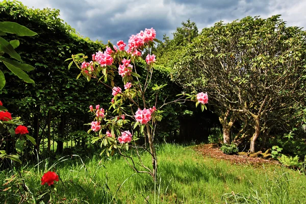 Bellissimo giardino all'inglese in primavera — Foto Stock