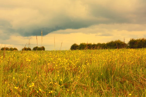 Красивый шотландский пейзаж с лугом из полевых цветов — стоковое фото
