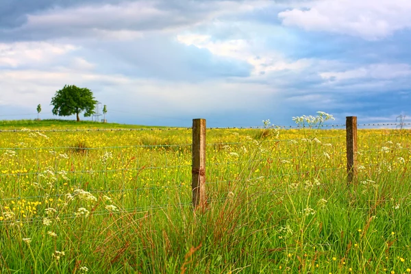 Paesaggio scozzese con fiori selvatici — Foto Stock