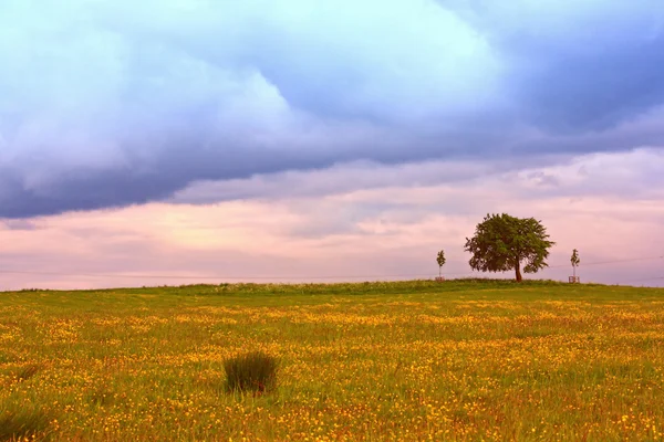 Paysage écossais panoramique avec un arbre — Photo