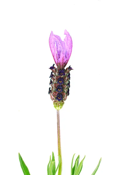 라벤더 꽃 한 송이 — 스톡 사진