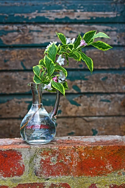 Une branche de fleurs de printemps dans un vase en verre — Photo