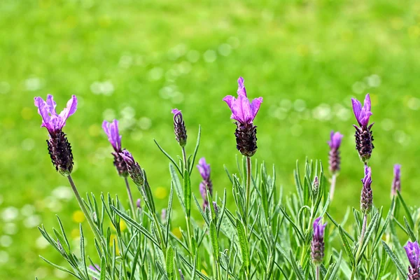 Lavendelblüten im Garten — Stockfoto