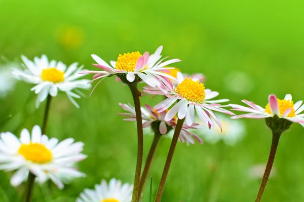 Kvetoucí daisies zblízka — Stock fotografie