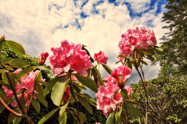 Pink rhododendron flowers close up clipart