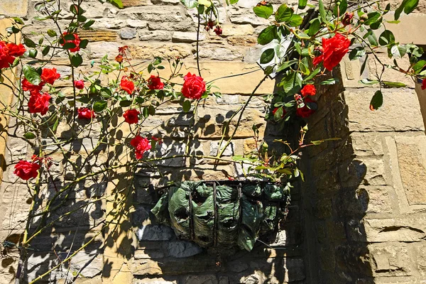 Hermosas rosas rojas trepadoras en la pared — Foto de Stock