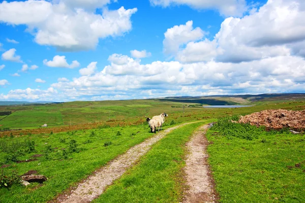 Английский пейзаж с полями и овцами — стоковое фото