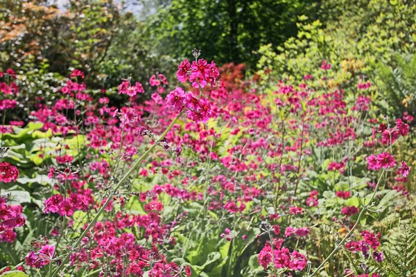 Schöne, rosafarbene Blumenwiese, flacher dof — Stockfoto