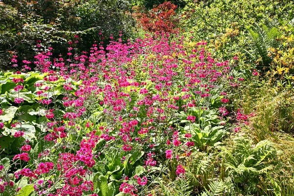 美丽, 粉红色的花朵草甸 — 图库照片
