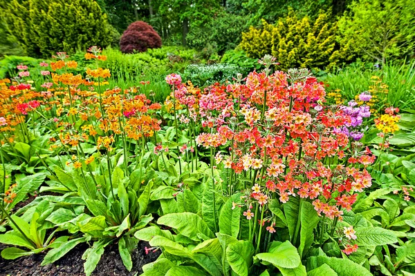 Trädgård landskapsplanering, rosa och röda blommor — Stockfoto