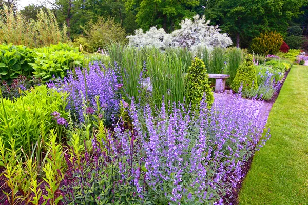 Gartengestaltung, blühende Salvia — Stockfoto