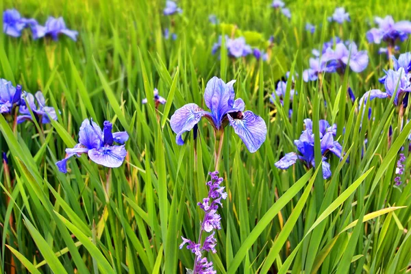 Un gruppo di iridi in fiore — Foto Stock