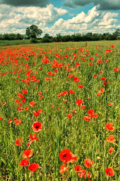 Fields or wild red poppies, vintage — Stock Photo, Image