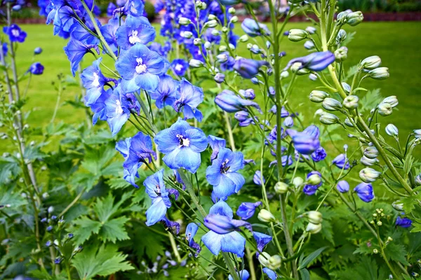 Delphinium niebieski z bliska — Zdjęcie stockowe