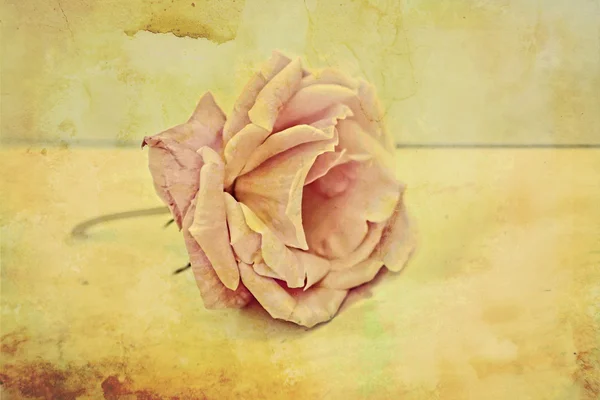 Розовая роза винтажный фон — стоковое фото