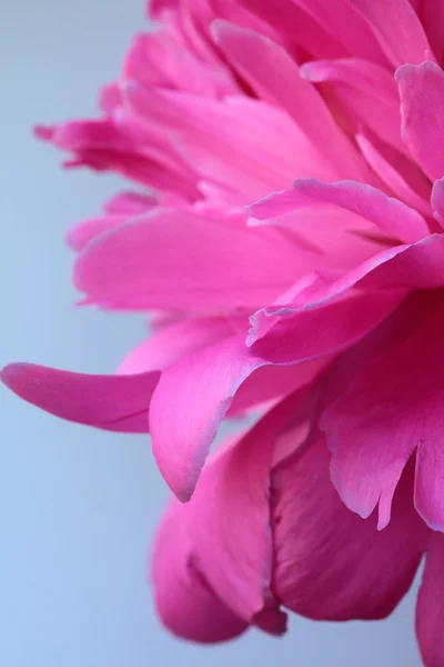 Όμορφο ροζ παιωνία λουλούδι σε γκρι φόντο — Φωτογραφία Αρχείου