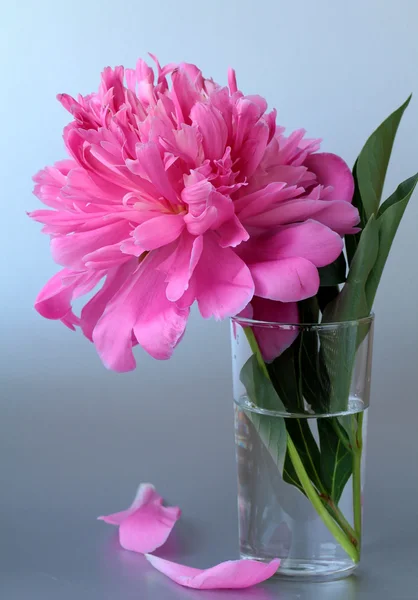 Piwonia piękny różowy kwiat na szarym tle — Zdjęcie stockowe