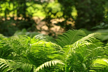 Large green fern bush in the forest clipart