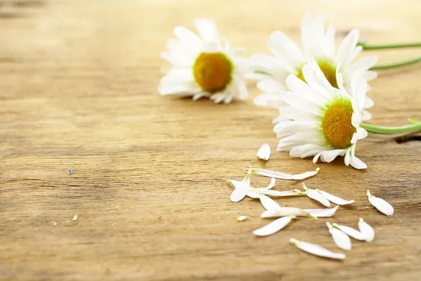 Μαργαρίτα φρέσκα άνθη χαμομηλιού σε ξύλινα φόντο — Φωτογραφία Αρχείου