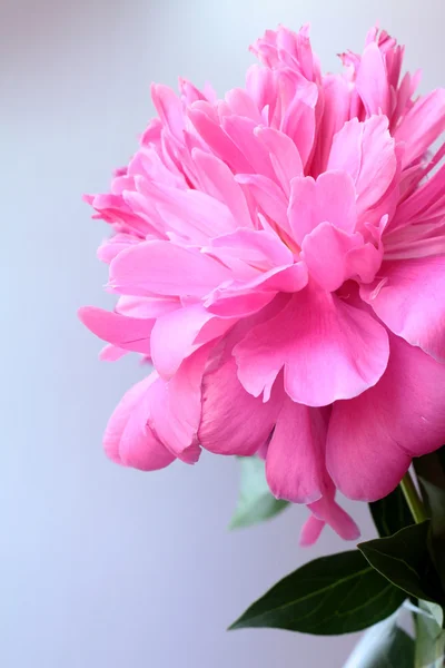 Bellissimo fiore di peonia rosa su sfondo grigio — Foto Stock
