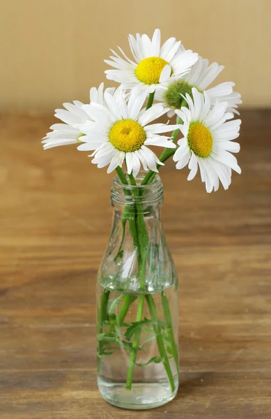 Friss daisy Kamilla virág fából készült háttér — Stock Fotó