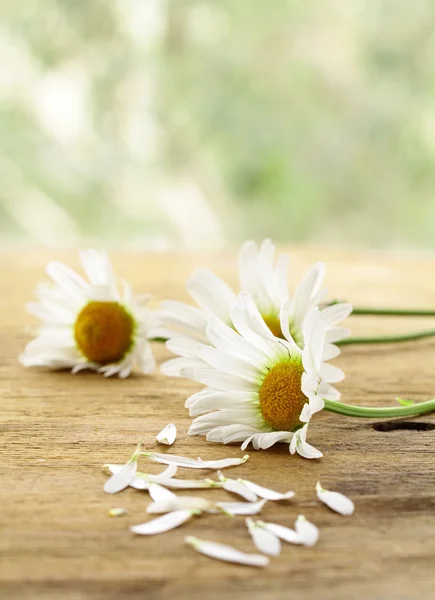 Свіжі ромашкові квіти на дерев'яному фоні — стокове фото