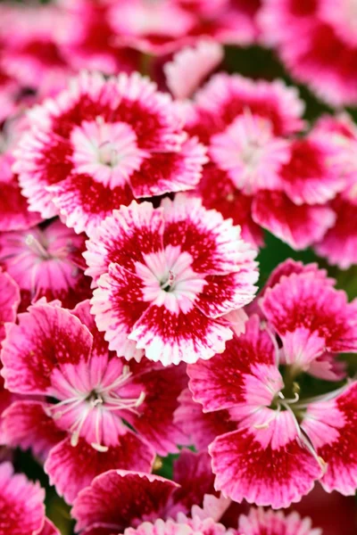 Μικρά φωτεινά λουλούδια ροζ φόντο — Φωτογραφία Αρχείου