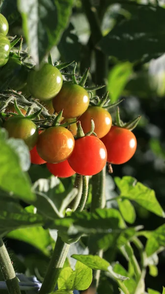 Tomaten aus eigenem Anbau — Stockfoto