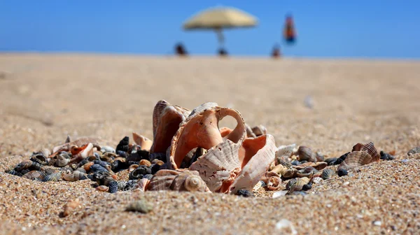 Spiaggia calda — Foto Stock