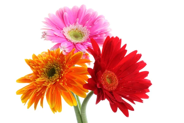 Çiy ile renkli gerbera çiçekleri baş — Stok fotoğraf
