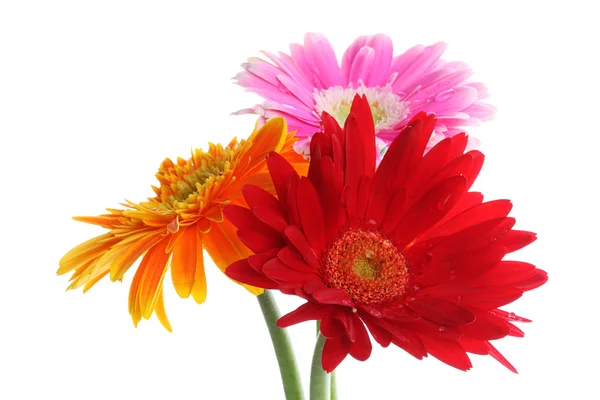 Colorful gerbera flowers head with dew Royalty Free Stock Photos