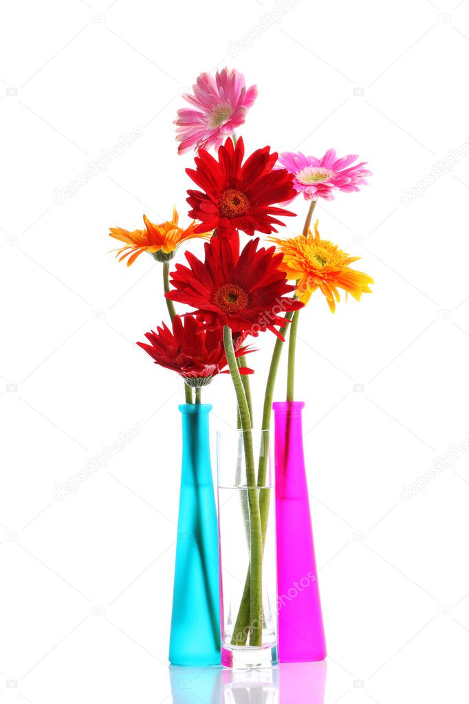 Colorful gerbers flowers