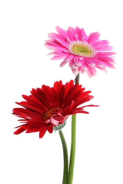 新鲜的粉红色和红色非洲菊 — 图库照片