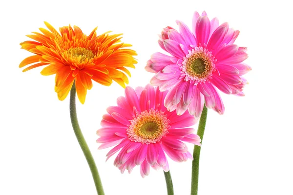新鲜的粉红色和黄色非洲菊 — 图库照片