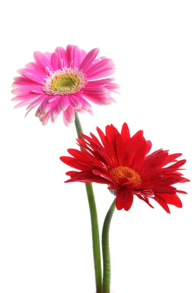 新鲜的粉红色和红色非洲菊 — 图库照片
