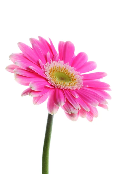 在白色的美丽粉色非洲菊 — 图库照片