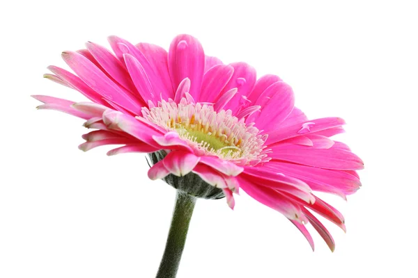 Bella gerbera rosa sul bianco — Foto Stock